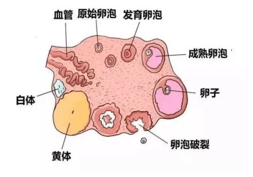 试管移植之后来肚子对此后着床的影响大吗-为什么-