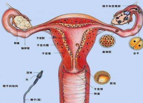 无锡助孕：双胞胎肚子太大？如何应对最好